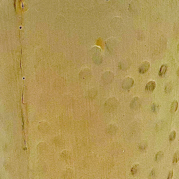 Zig Sig - Colored Terra Sigillata - Large